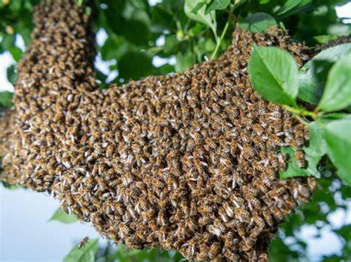 
20, Austin Bellamy, was Stung by bees 20,000 times and swallowed 30 of them 